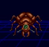Fire Ant