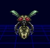 Insecta
